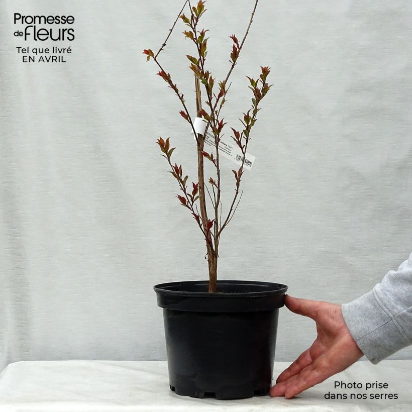 Lagerstroemia Black Solitaire Crimson Red - Mirto crespo Vaso da 3L/4L esemplare consegnato in primavera