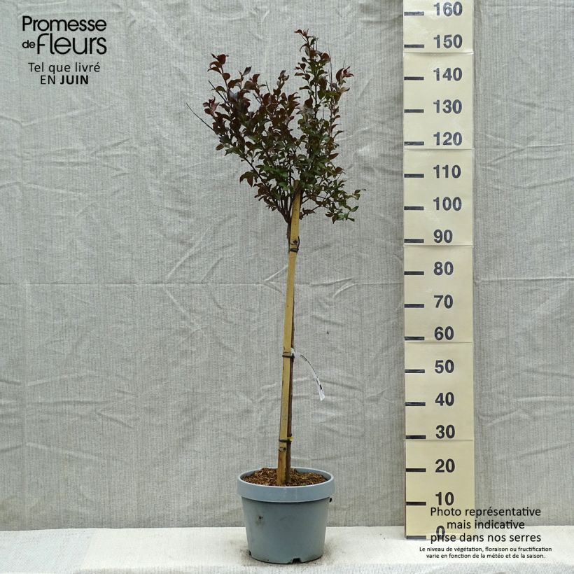 Lagerstroemia Black Solitaire Shell Pink - Mirto crespo Vaso da 7,5L/10L, Vaso impalcato medio esemplare consegnato in primavera