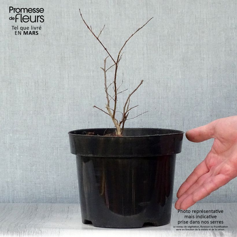 Lagerstroemia Coral Magic - Mirto crespo Vaso da 2L/3L esemplare consegnato in primavera