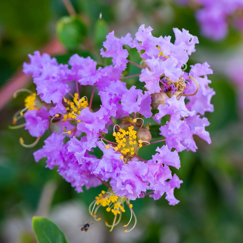 Lagerstroemia Cordon Bleu - Mirto crespo (Fioritura)
