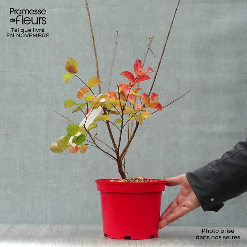 Esemplare di Lagerstroemia Dynamite - Mirto crespo Vaso da 3L/4L, A cespuglio come consegnato in autunno