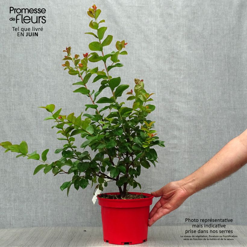 Esemplare di Lagerstroemia Dynamite - Mirto crespo Vaso da 3L/4L, A cespuglio consegnato in estate