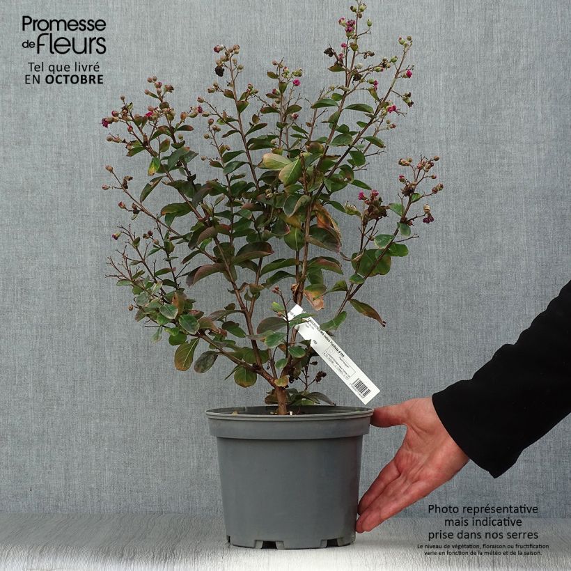 Esemplare di Lagerstroemia Fuchsia d'Eté Indyfus - Mirto crespo Vaso da 4L/5L, A cespuglio come consegnato in autunno