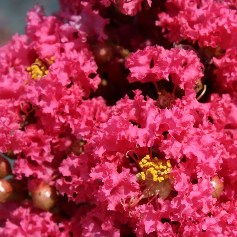 Lagerstroemia Grand Cru - Mirto crespo (Flowering)