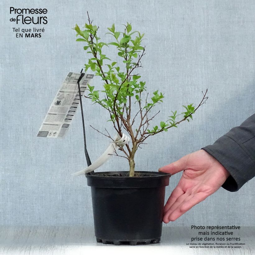 Example of Lagerstroemia Grand Cru - Mirto crespo Vaso da 3L/4L as you get in printemps