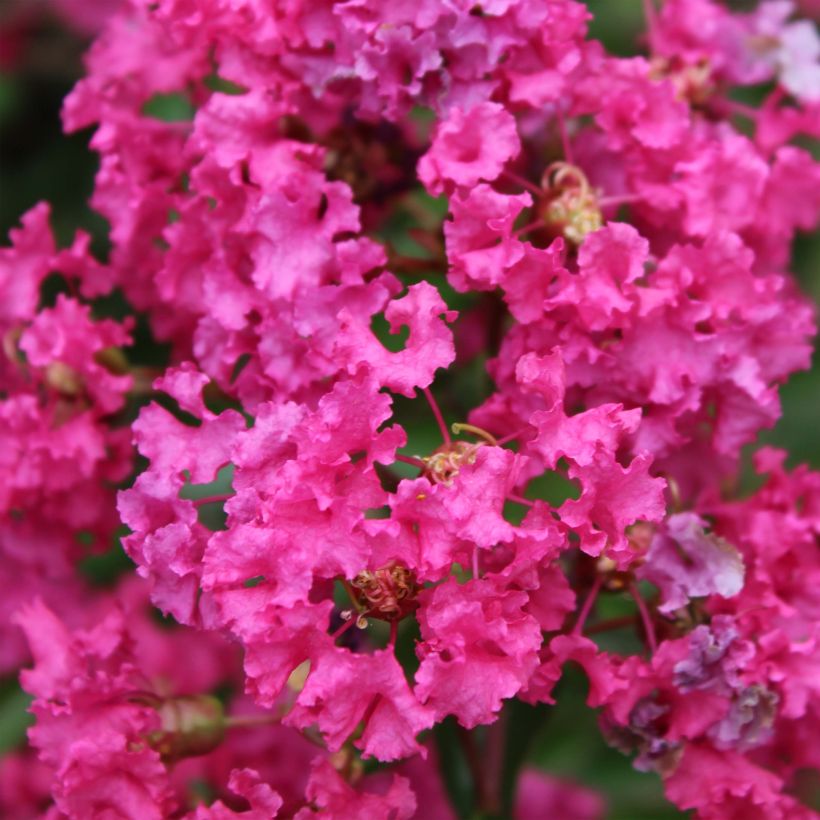 Lagerstroemia Houston - Mirto crespo (Flowering)