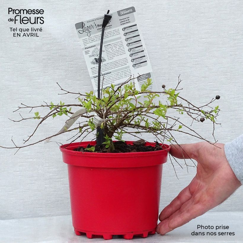 Example of Lagerstroemia Houston - Mirto crespo Vaso da 3L/4L as you get in printemps