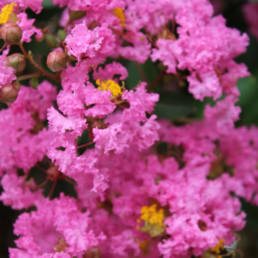 Lagerstroemia Jacqueline Desmartis - Mirto crespo (Fioritura)