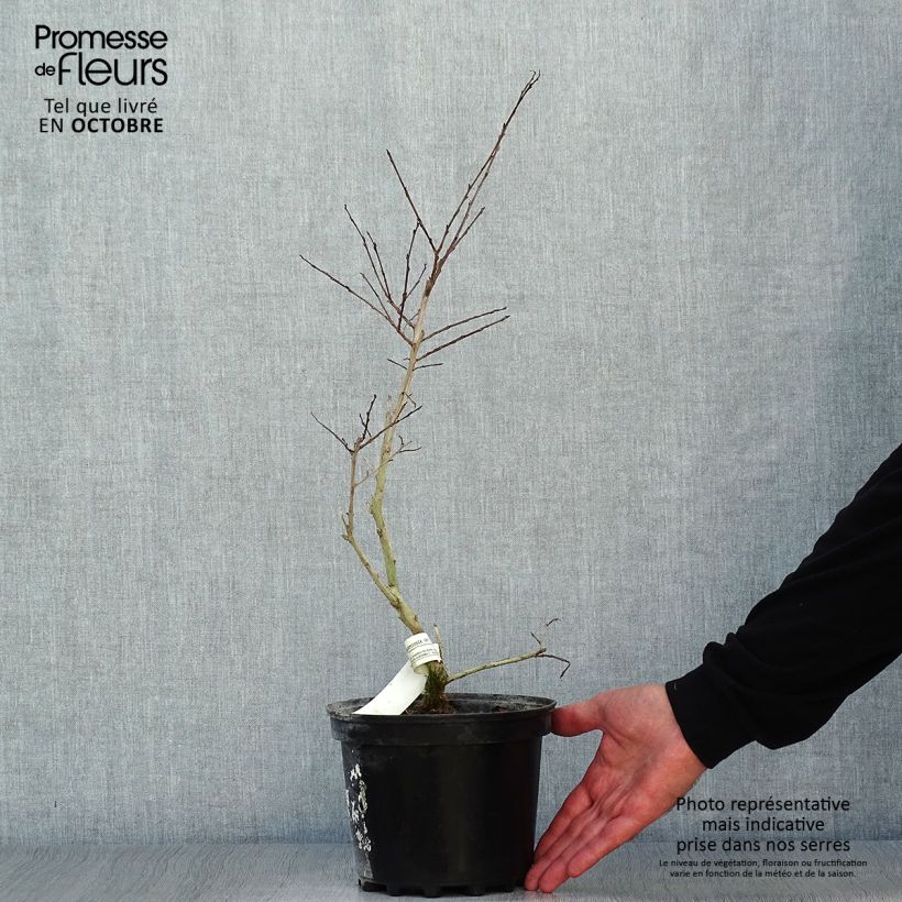 Esemplare di Lagerstroemia Jacqueline Desmartis - Mirto crespo Vaso da 3L/4L come consegnato in autunno