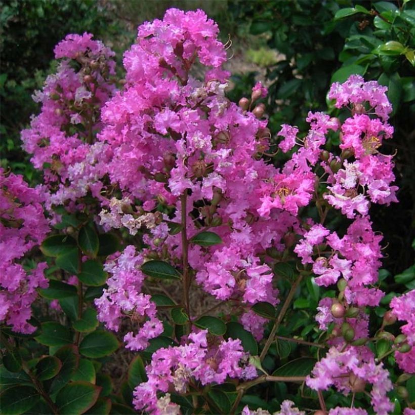 Lagerstroemia Jeanne Desmartis - Mirto crespo (Flowering)