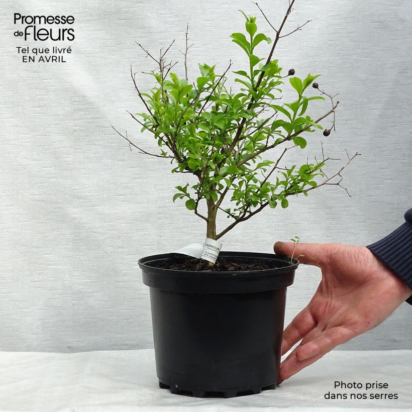 Example of Lagerstroemia Jeanne Desmartis - Mirto crespo Vaso da 3L/4L as you get in printemps