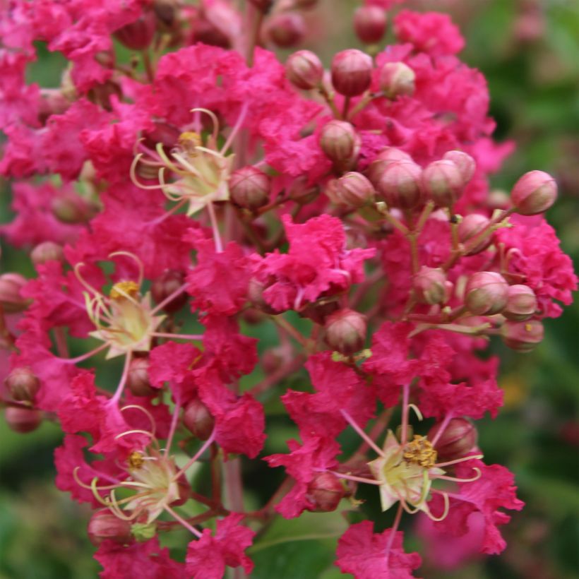 Lagerstroemia Margaux - Mirto crespo (Flowering)