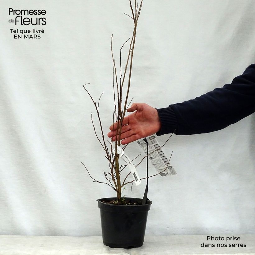 Example of Lagerstroemia Margaux - Mirto crespo Vaso da 3L/4L as you get in printemps