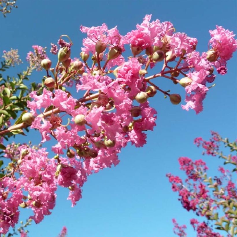 Lagerstroemia Monbazillac - Mirto crespo (Flowering)