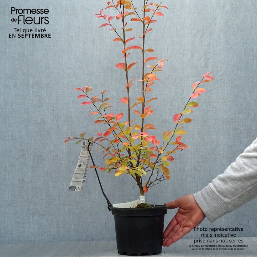 Esemplare di Lagerstroemia Monbazillac - Mirto crespo Vaso da 3L/4L, A cespuglio come consegnato in autunno