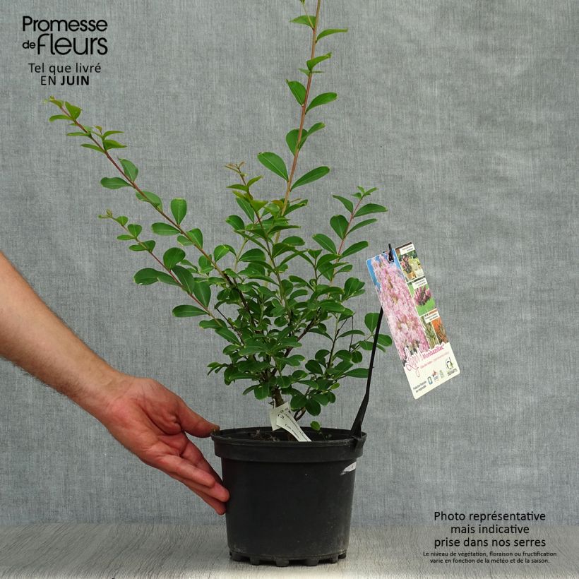 Esemplare di Lagerstroemia Monbazillac - Mirto crespo Vaso da 3L/4L, A cespuglio consegnato in estate