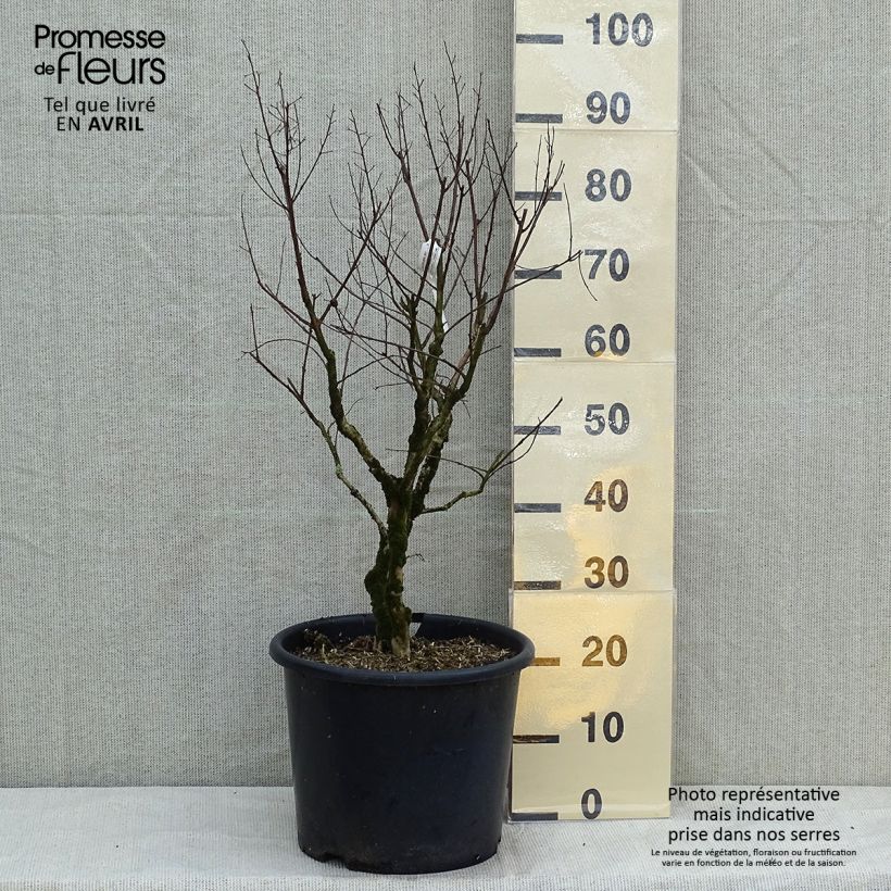 Example of Lagerstroemia Pecharmant - Mirto crespo Vaso da 7,5L/10L as you get in printemps