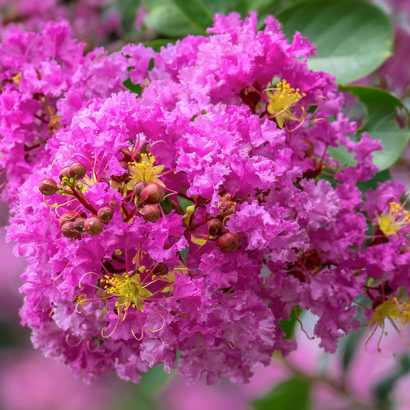 Lagerstroemia Pecharmant - Mirto crespo (Flowering)