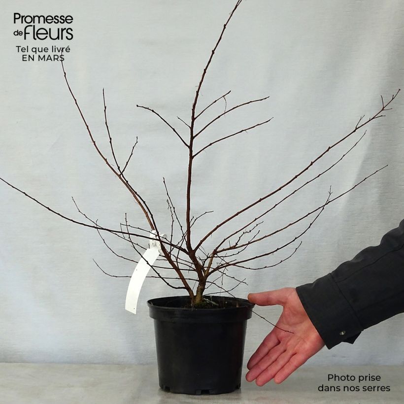 Example of Lagerstroemia Petite Canaille mauve - Mirto crespo Vaso da 3L/4L as you get in printemps