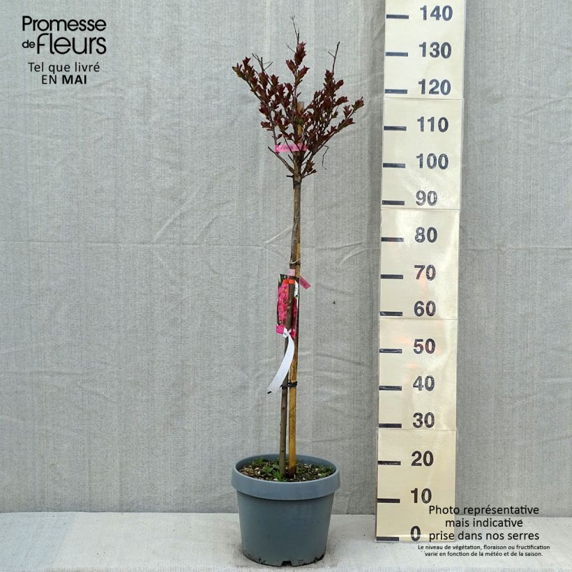 Lagerstroemia Pink Velours - Mirto crespo Vaso da 7,5L/10L esemplare consegnato in primavera