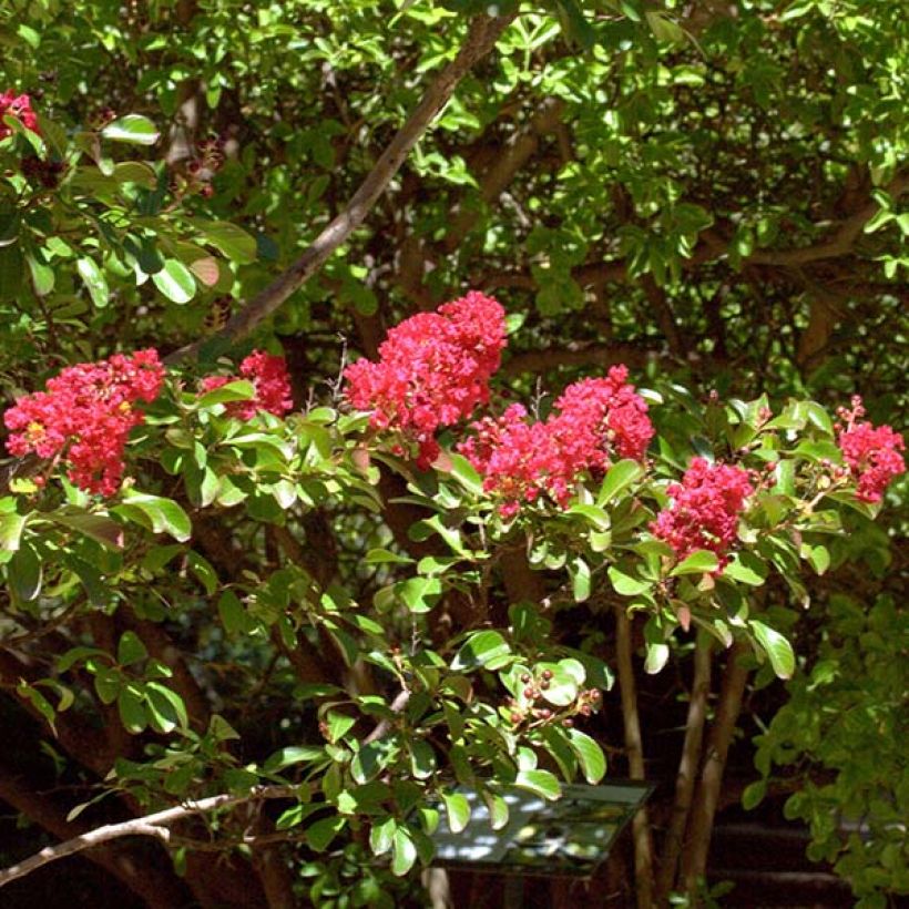 Lagerstroemia Red imperator - Mirto crespo (Flowering)