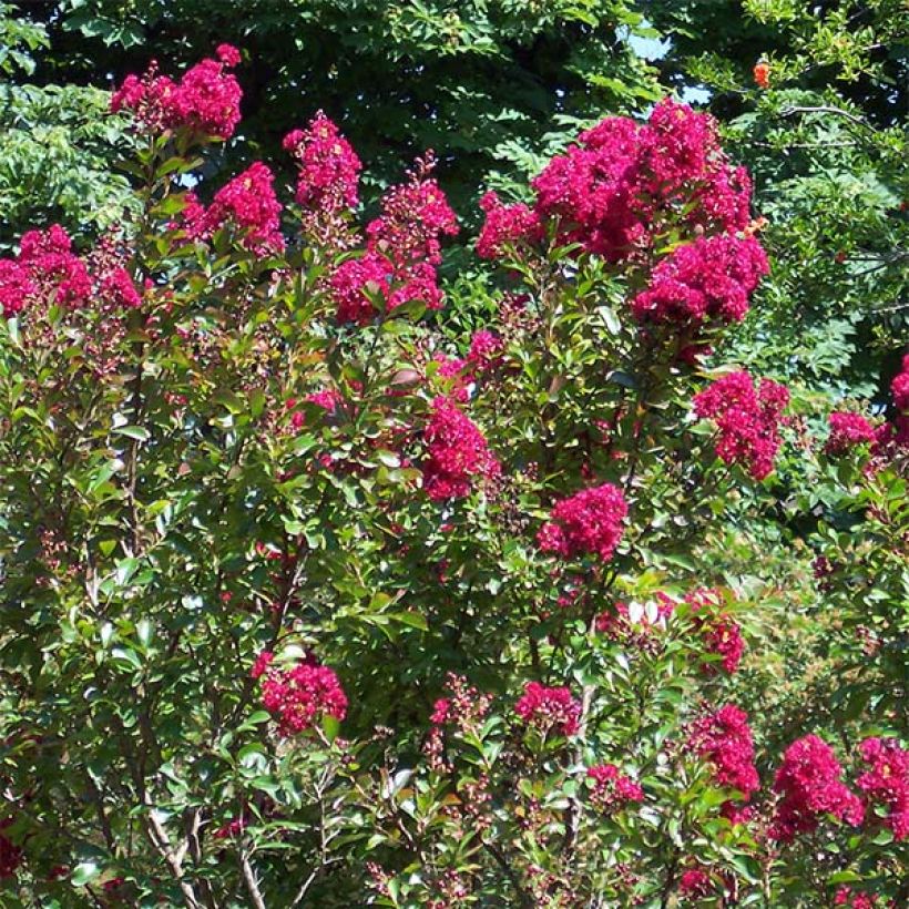 Lagerstroemia Red imperator - Mirto crespo (Plant habit)