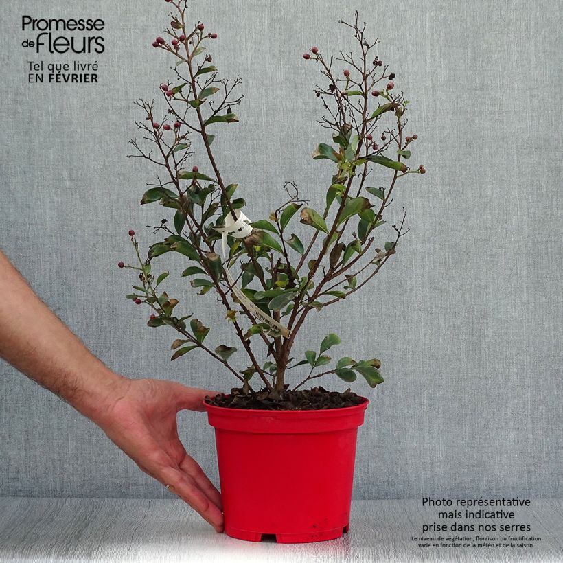 Esemplare di Lagerstroemia Red imperator - Mirto crespo Vaso da 3L/4L, A cespuglio come consegnato in autunno