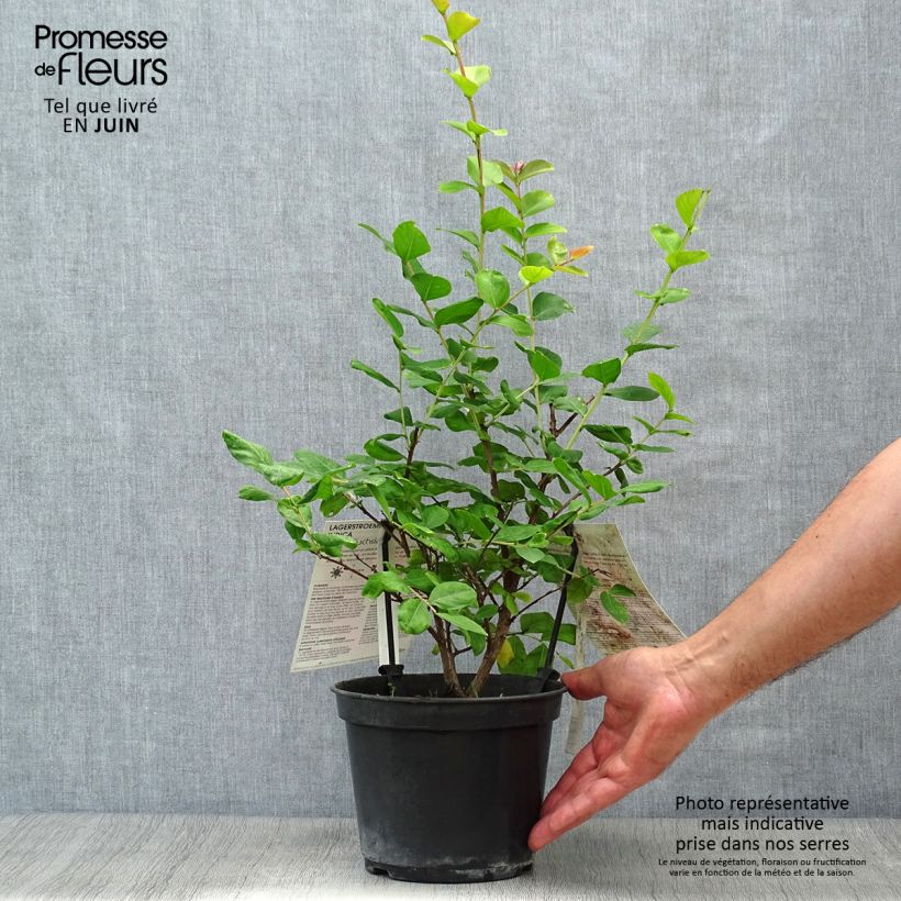 Esemplare di Lagerstroemia Rose Fuchsia - Mirto crespo Vaso da 3L/4L, A cespuglio consegnato in estate