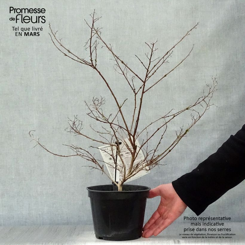 Lagerstroemia Rose Indien - Mirto crespo Vaso da 3L/4L esemplare consegnato in primavera