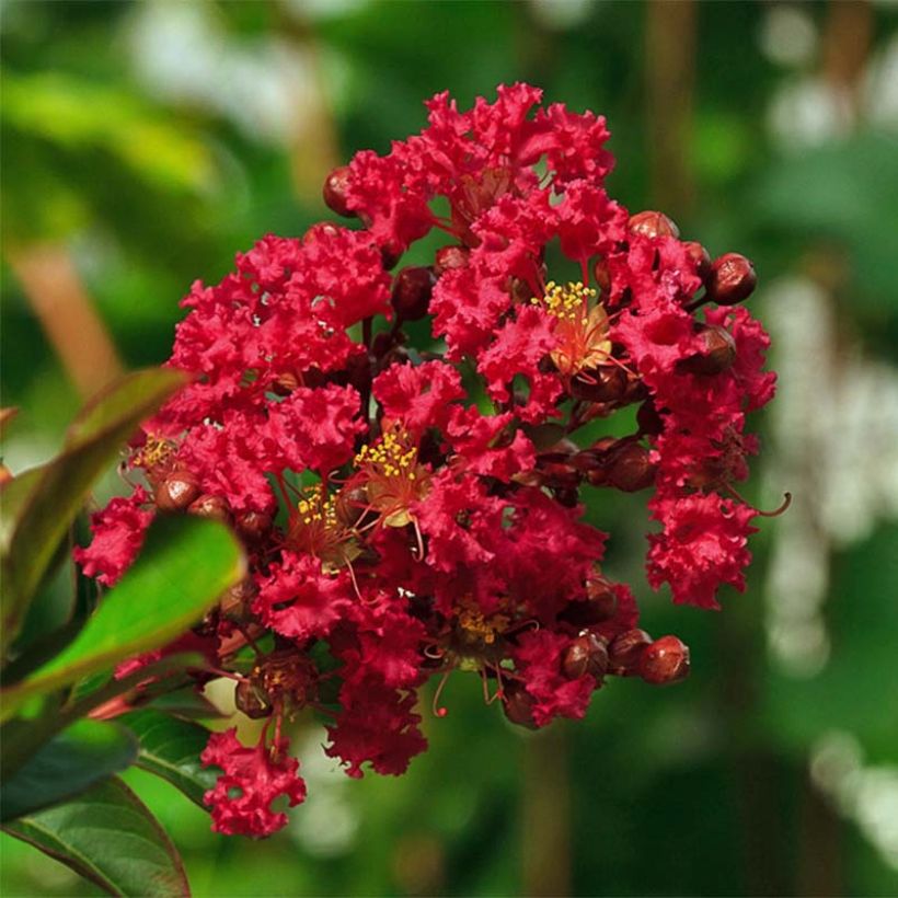 Lagerstroemia Rouge Nain - Mirto crespo (Flowering)