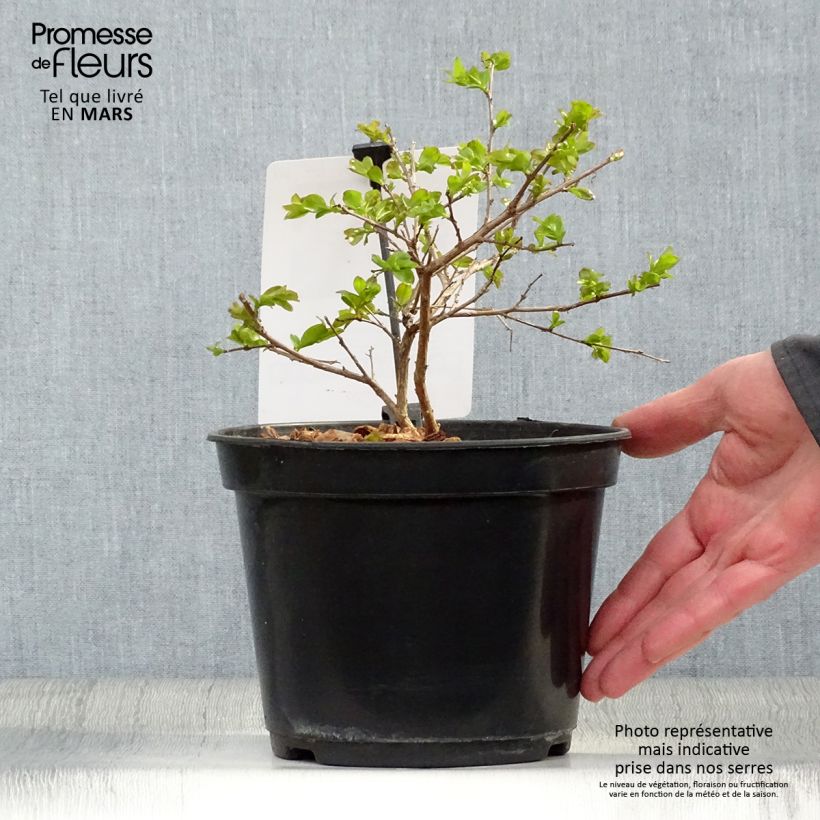 Example of Lagerstroemia Rouge Nain - Mirto crespo Vaso da 2L/3L as you get in printemps