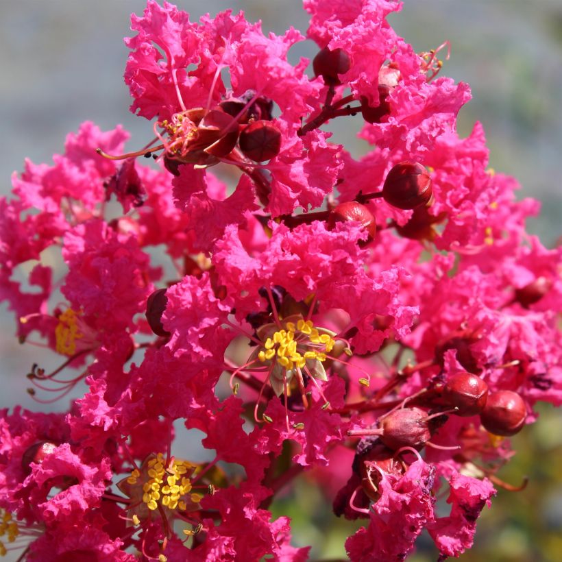 Lagerstroemia Saint Emilion - Mirto crespo (Flowering)