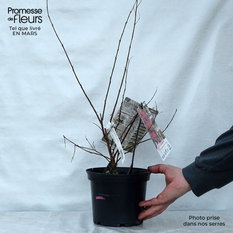 Example of Lagerstroemia Saint Emilion - Mirto crespo Vaso da 3L/4L as you get in printemps