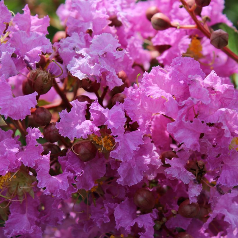 Lagerstroemia Souvenir d'Hubert Puard - Mirto crespo (Flowering)