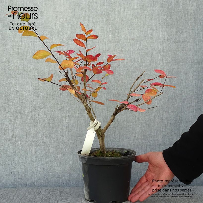Esemplare di Lagerstroemia Souvenir d'André Desmartis - Mirto crespo Vaso da 3L/4L come consegnato in autunno