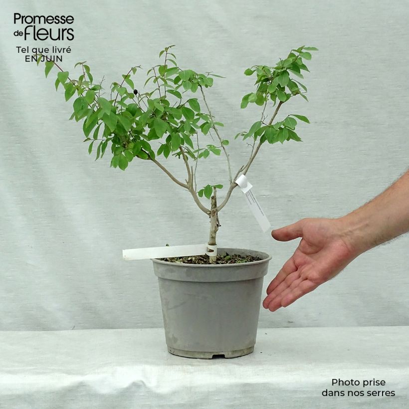 Esemplare di Lagerstroemia Summer Beauty Centennial - Mirto crespo Vaso da 3L/4L consegnato in estate