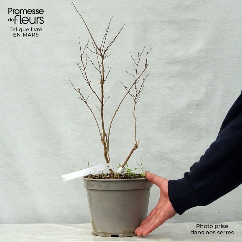 Lagerstroemia Summer Beauty Ozark Spring - Mirto crespo Vaso da 3L/4L esemplare consegnato in primavera