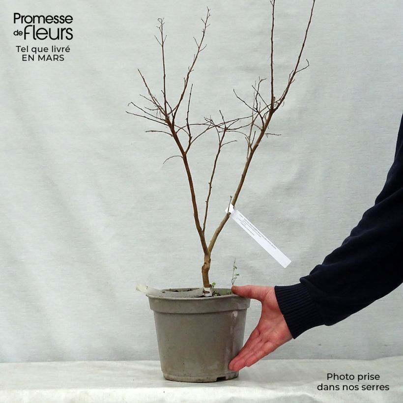 Lagerstroemia Summer Beauty Velma's Royal Delight - Mirto crespo Vaso da 3L/4L esemplare consegnato in primavera