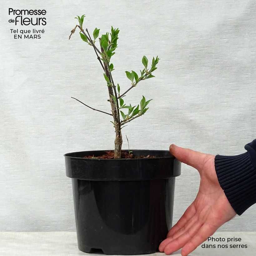 Lagerstroemia Summer Beauty Victor - Mirto crespo Vaso da 3L/4L esemplare consegnato in primavera