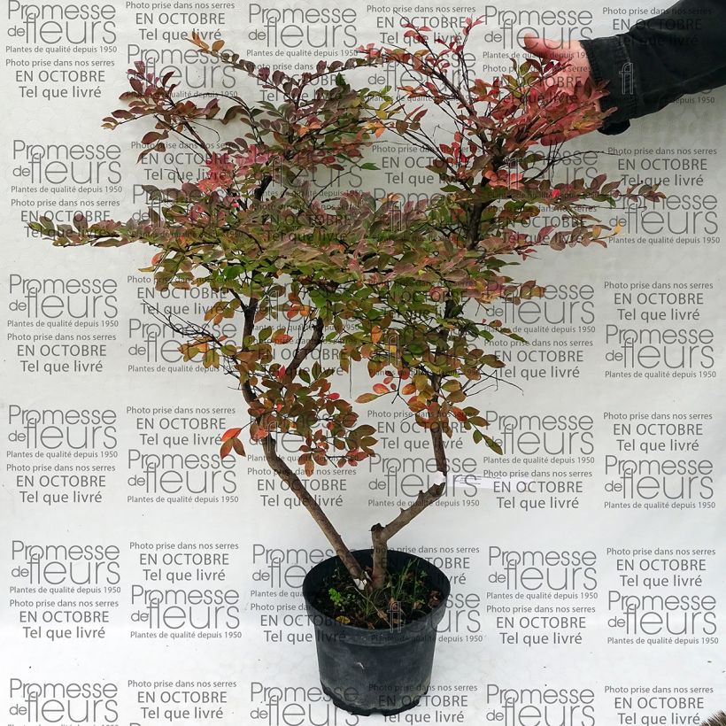 Example of Lagerstroemia Summer Charm Acoma - Mirto crespo Vaso da 3L/4L as you get