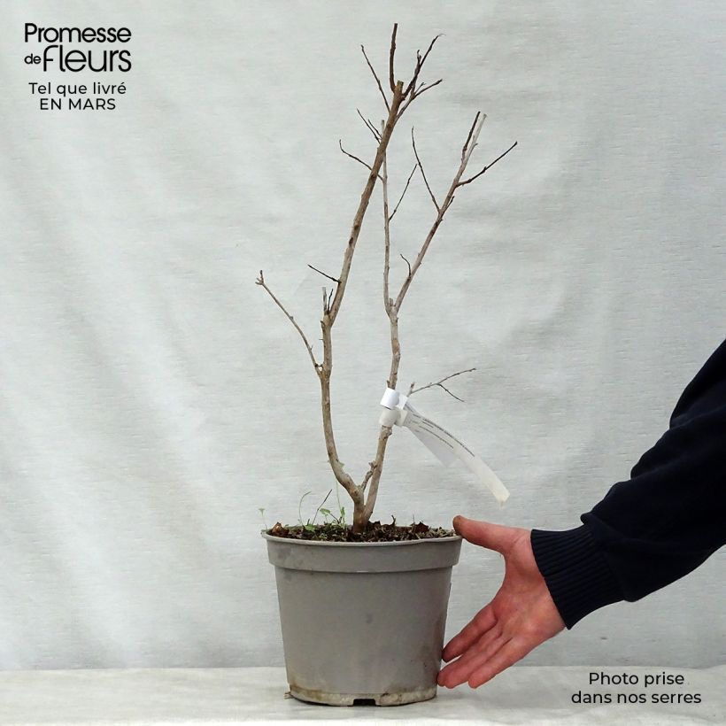 Example of Lagerstroemia Summer Charm Arapaho - Mirto crespo Vaso da 3L/4L as you get in printemps