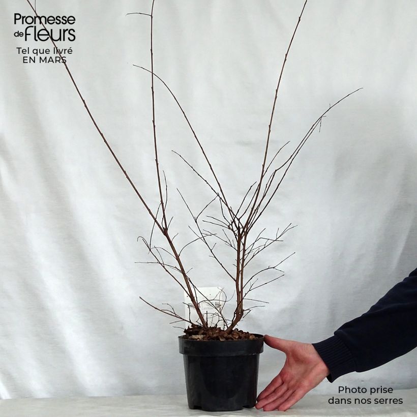 Example of Lagerstroemia Summer Charm Tonto - Mirto crespo Vaso da 3L/4L as you get in printemps