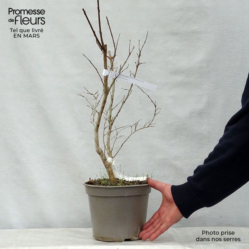 Lagerstroemia Summer Charm Tuscarora - Mirto crespo Vaso da 3L/4L esemplare consegnato in primavera