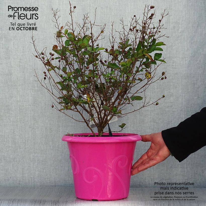 Esemplare di Lagerstroemia Terrasse Rose - Mirto crespo Vaso da 3L/4L come consegnato in autunno