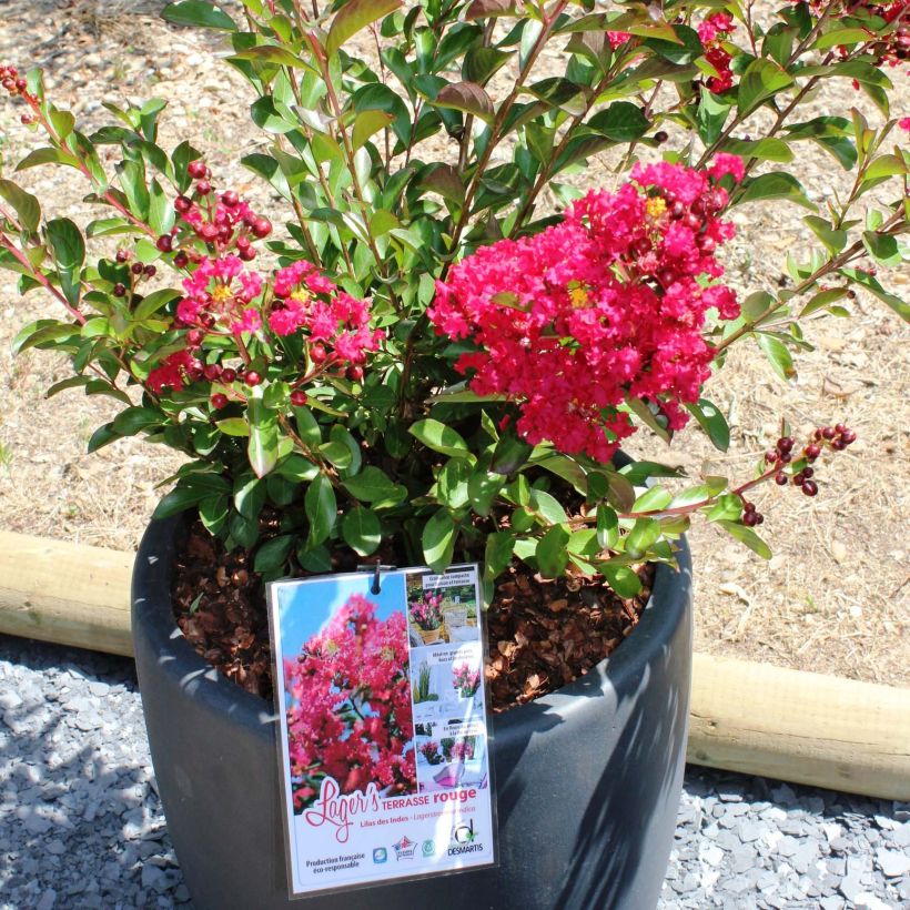 Lagerstroemia Terrasse Rouge - Mirto crespo (Flowering)