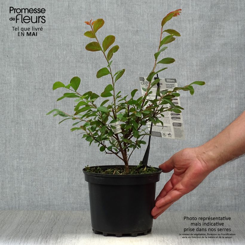 Example of Lagerstroemia Terrasse Rouge - Mirto crespo Vaso da 3L/4L as you get in printemps