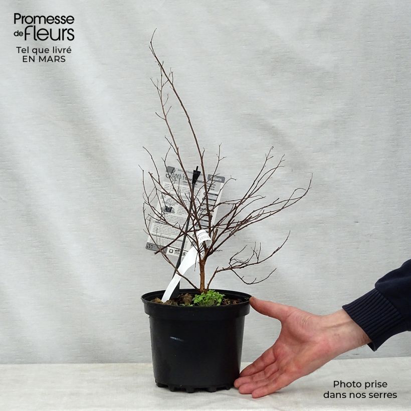 Example of Lagerstroemia Terre Chinoise - Mirto crespo Vaso da 3L/4L as you get in printemps