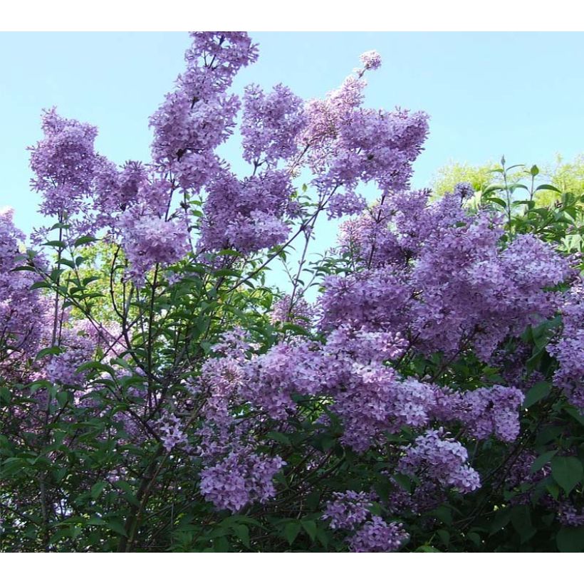Lagerstroemia Violacea - Mirto crespo (Flowering)