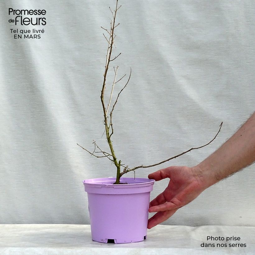 Example of Lagerstroemia Violacea - Mirto crespo Vaso da 2L/3L as you get in printemps