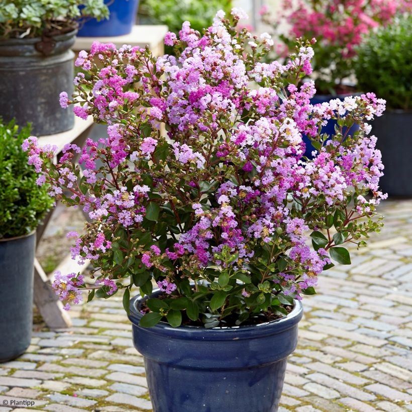 Lagerstroemia With Love Eternal - Mirto crespo (Plant habit)